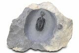 Large, Top Quality Trident Walliserops Trilobite - Timrzit, Morocco #381166-3